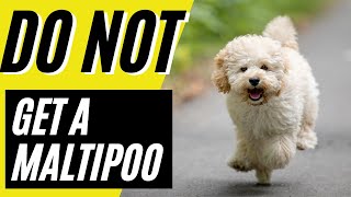 7 Reasons You SHOULD NOT Get a Maltipoo [upl. by Dlared]