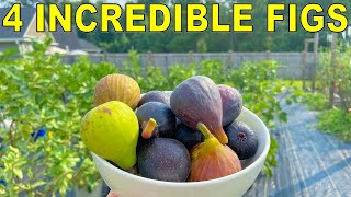 4 FIG VARIETIES I Almost Culled That Are Now Blowing My Mind [upl. by Arit]