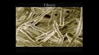 Trichoderma Reesei Magnification Storyboard for Animation [upl. by Annaerb]