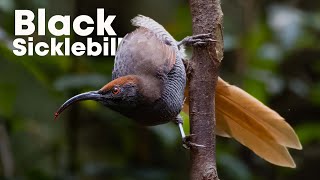 Female Black Sicklebill  Birds of Paradise  4K Video from West Papua [upl. by Kimberlyn]