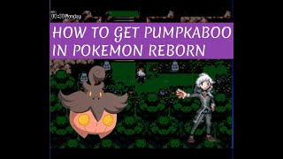 How to get PUMPKABOO in pokemon REBORN [upl. by Thayne]