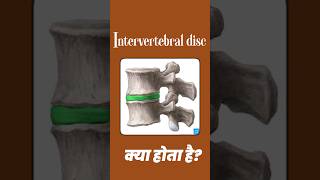 Intervertebral Disc क्या होता है ।  Understanding the intervertebral Disc and its Problems shorts [upl. by Wolpert]