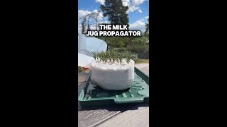 Milk Jug Propagator [upl. by Gipps879]