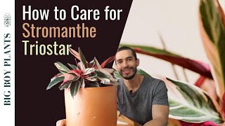 Stromanthe Triostar How to Grow and Care for the Tricolor Prayer Plant [upl. by Etyam]