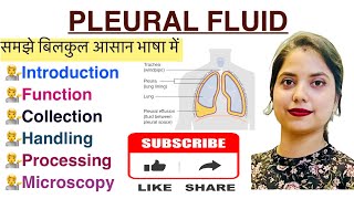 Pleural fluid analysis in Hindi  Collection  Microscopic examination  MLT [upl. by Anelim]