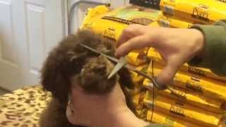 How we trim our schnoodles faces to cut down the tearing Yes you can do it [upl. by Verras]