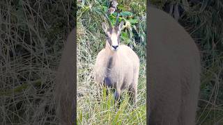 Chamois buck chamois newzealand wildlife hunting [upl. by Bac]