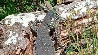 Goanna Eats Bearded Dragon [upl. by Andonis]