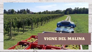 Youtube Vigne del Malina [upl. by Urian]