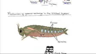 Gasesous Exchange in Terrestrial Insects [upl. by Nageem]