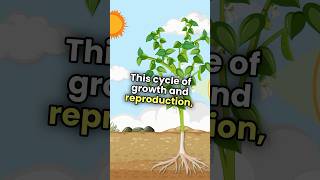 Pea plant growth and reproduction Timelapse 3danimation [upl. by Sidalg]