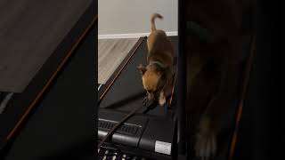 Peoria dog training K9katelynncom teaches chip mixed breed  how to walk run on the treadmill [upl. by Santiago813]