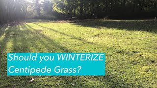 FERTILIZE Centipede Grass in Fall  Prevent Centipede Decline  WINTERIZER [upl. by Assiroc546]