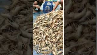 Gaint Fresh Water Prawn Harvest amp Grading [upl. by Alcus]