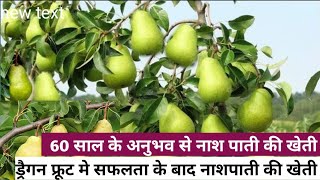 नाशपाती की उन्नत खेती  🍐 pear Farming in Bihar  Nashpati ki kheti kaise karen pear agriculture [upl. by Gomer]