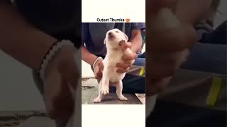 Cutest Thumka 😍  Babydoll Song shorts funny funnydance puppy puppydance viral trending yt [upl. by Styles]