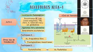 PHM AGONISTAS ALFA ADRENERGICOS [upl. by Fulmis541]