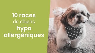 10 RACES DE CHIENS HYPOALLERGENIQUES [upl. by Stolzer]