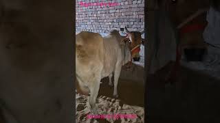 Top Haryana cow milk capacity 15kg For sale 🌹 Sandeep 8198986050 [upl. by Jakie707]