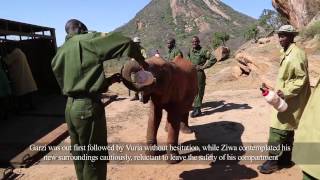 Garzi Vuria and Ziwa Discover Ithumba  Sheldrick Trust [upl. by Hyacintha]