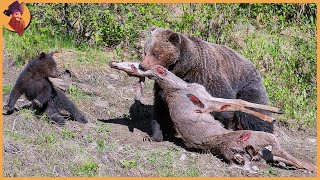 15 Moments When Bears Hunt [upl. by Zebulen]