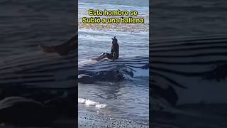 Este hombre se subió encima de una ballena mar ballenas oceano [upl. by Adnamra]