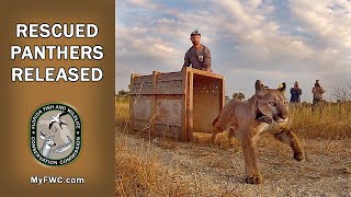 FWC Releases Rescued Florida Panther Siblings [upl. by Nylehtak]