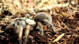 Arizona Desert Blond Tarantula  Aphonopelma chalcodes [upl. by Atir990]