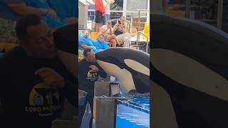 Beautiful whale circus Show nature shorts orca ocean [upl. by Perkin]