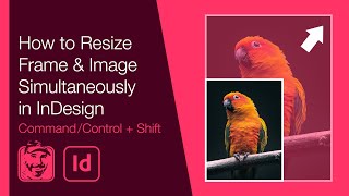 How to Resize Frame amp Image Simultaneously in InDesign [upl. by Artimas]