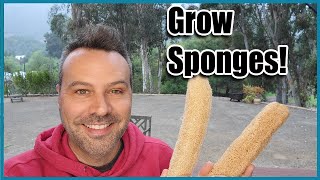 How to Grow Luffah Sponges from Seed to Harvest [upl. by Slifka46]