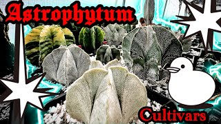 Astrophytum Cultivars [upl. by Halik]