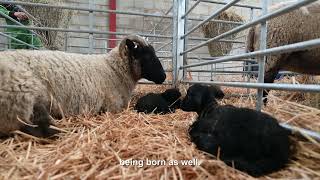 Lambing 2023  Part 1  Introduction [upl. by Lisette]