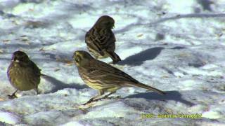 GULSPARV Yellowhammer Emberiza citrinella Klipp  279 [upl. by Archambault28]