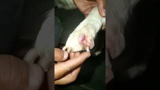 Pododermatitis Paw Infection in Dog [upl. by Tillion]