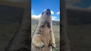 Adorable Himalayan Marmot Eating Bread animals marmot cutemarmots cuteanimals marmota cute [upl. by Pinchas22]