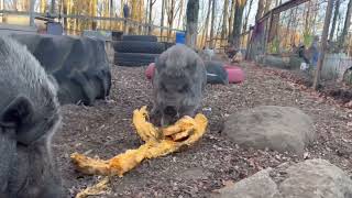 Animals at Abbotts Hill Farm amp Rescue snack on leftover Halloween pumpkins [upl. by Danie]