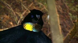 Birds of Paradise Paradiesvögel Burung Cendrawasih Papua Indonesia [upl. by Candis]