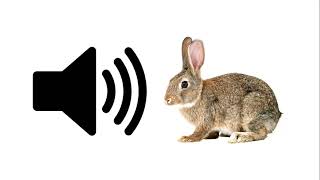 Rabbit  Sound Effect  ProSounds [upl. by Ahsuas]