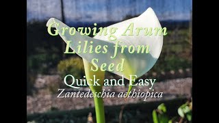 Germinating Arum Lilies from Seed Quick amp Easy Zantedeschia aethiopica [upl. by Eedolem749]