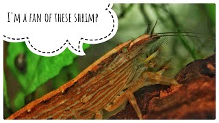 Bamboo Shrimp A Beginners Thoughts [upl. by Ryon]