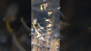 goldfinches in winter natgeo birds wildlife goldfinch [upl. by Akena]