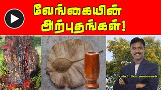 வேங்கையின் அற்புத விநோதங்கள்  Pterocarpus Marsupium  PENTVTAMIL [upl. by Blackman162]