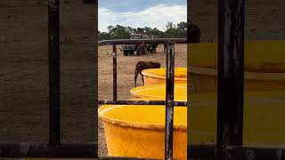 🚜 Tubs Loaded Now Waiting on the Boss as Weaners Follow to the Feed Mixer 🐄✨ [upl. by Ned]