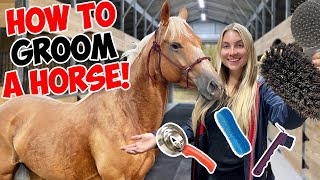 HOW TO GROOM A HORSE SATISFYING [upl. by Risley]