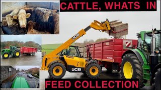 FEED COLLECTION  LOOK AT WHAT CATTLE WERE FEEDING [upl. by Kuo544]