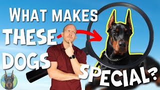 What REALLY Makes Dobermans So Special Its Not What You Think [upl. by Steinway]