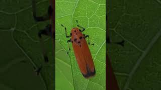 橙色叶蝉 Orange Leafhopper [upl. by Alida]