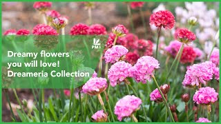 Dreamy flowers you will love Dreameria Collection [upl. by Esille]