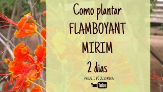 Como Plantar FLAMBOYANT MIRIM • 2 dias  Caesalpinia Pulcherrima [upl. by Iah]